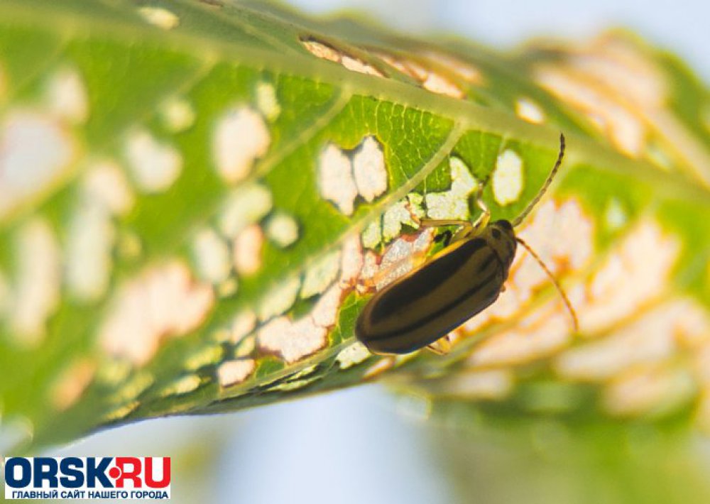 Ильмовый листоед Xanthogaleruca luteola (Muell., ) (Chrysomelidae) - фото turkishhub.ruва