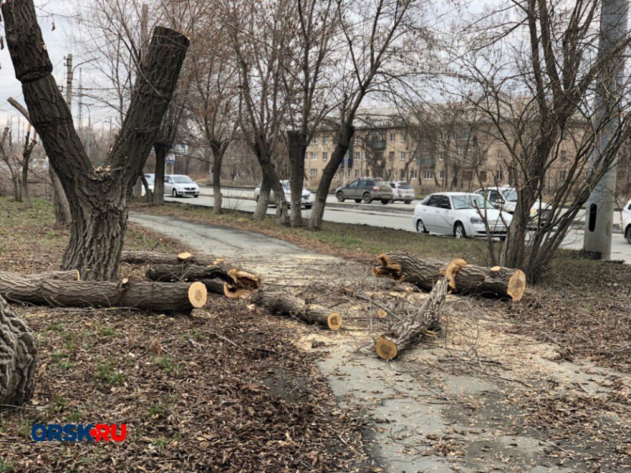 Тем, кто готов спилить сухие веточки, могут отдать полмиллиона рублей -  Орск: Orsk.ru