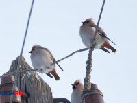 Птицы Оренбургской Области Фото