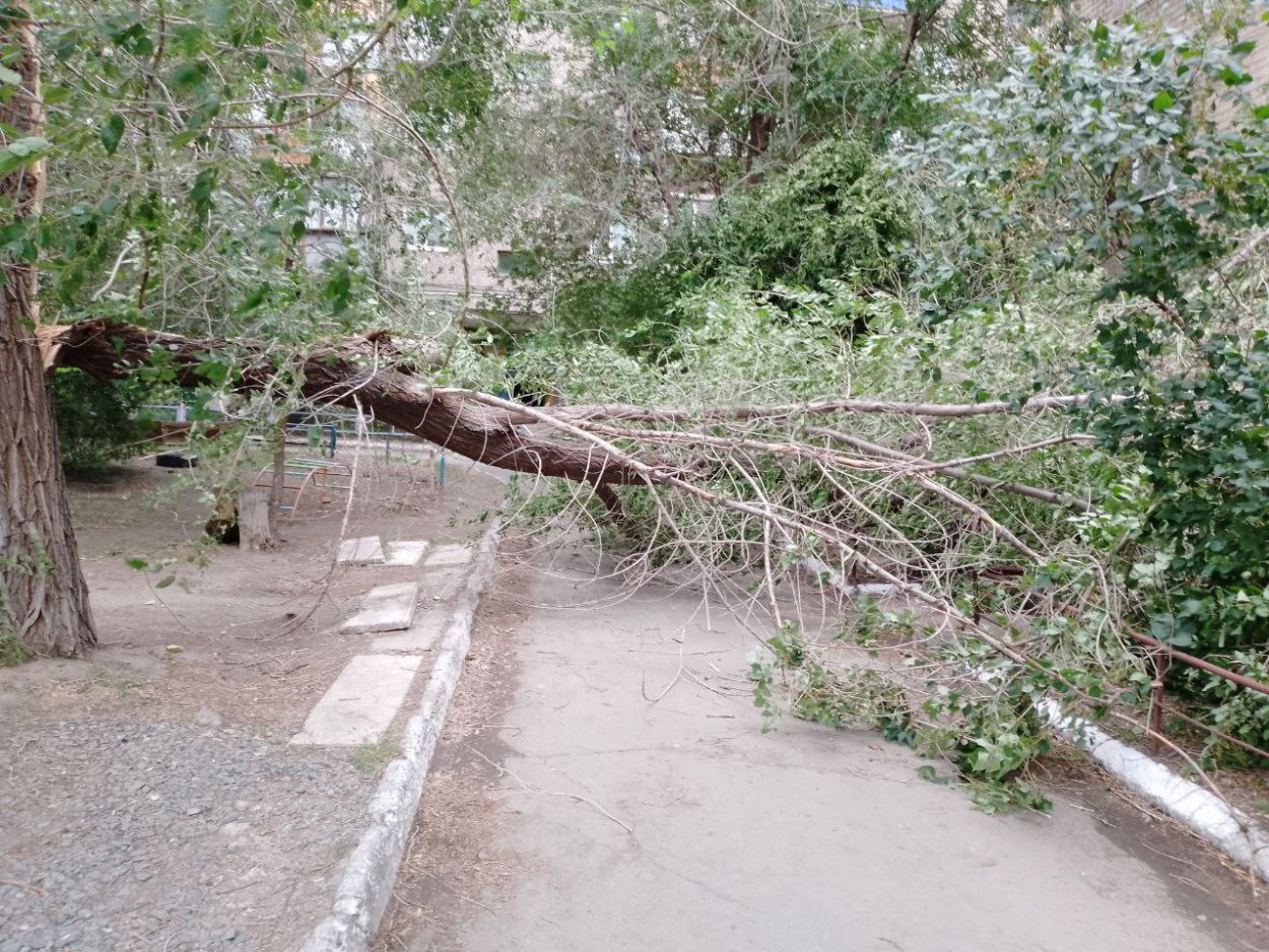 В Орске из-за сильного ветра во дворе дома упало дерево - Орск: Orsk.ru