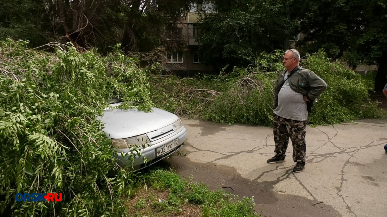 Свежий воздух или целая машина? В Орске дерево упало на автомобиль - Орск:  Orsk.ru