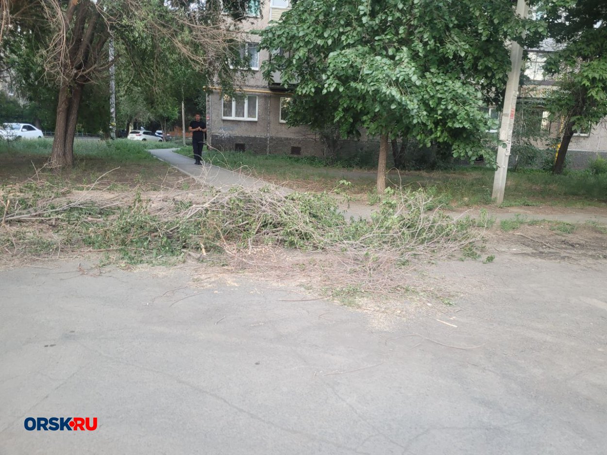 В Орске на улице Машиностроителей, где на машину упало дерево, убрали ветки  - Орск: Orsk.ru