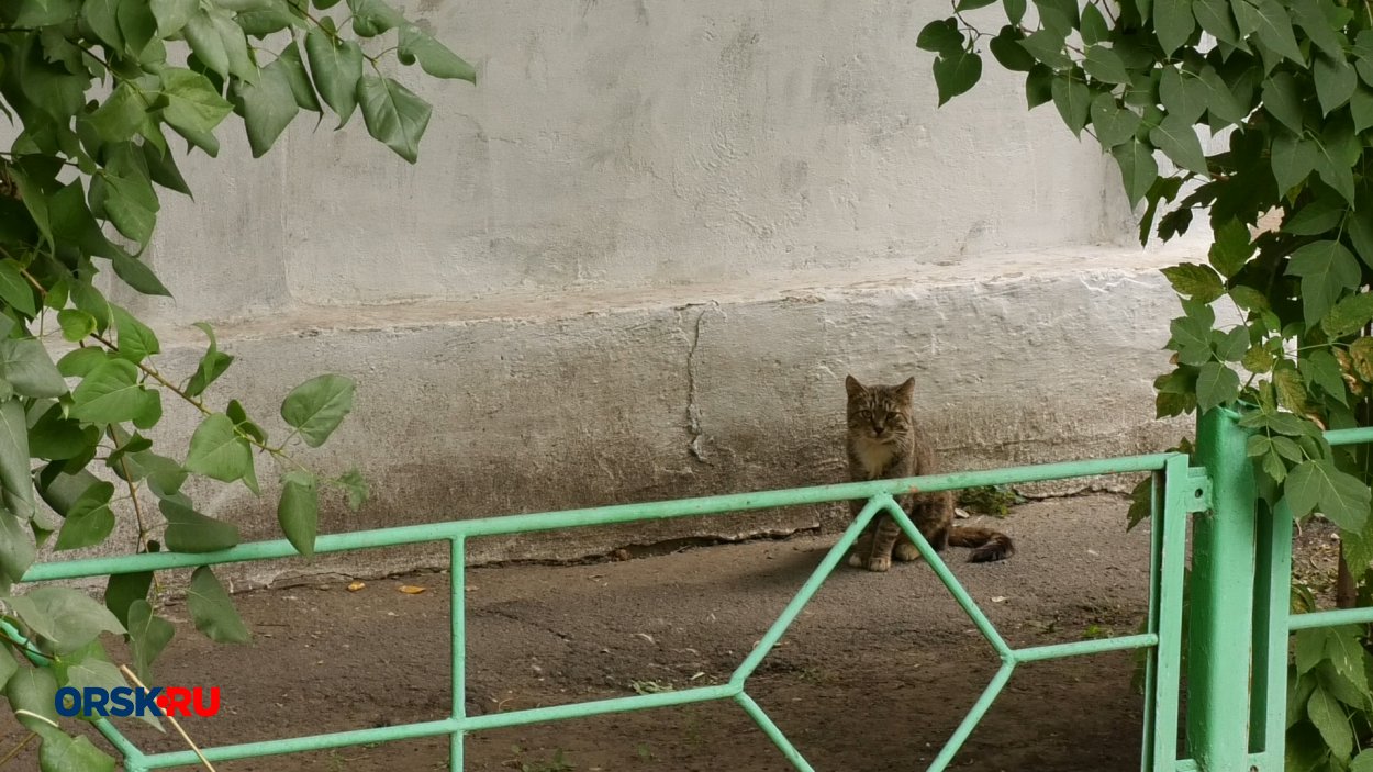 В Орске кошек, которые месяц без присмотра жили в опечатанной квартире,  выгнали на улицу - Орск: Orsk.ru