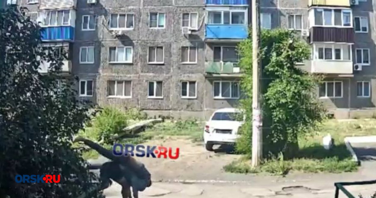 В затопленном подвале орского общежития обосновалось огромное количество  комаров - Орск: Orsk.ru