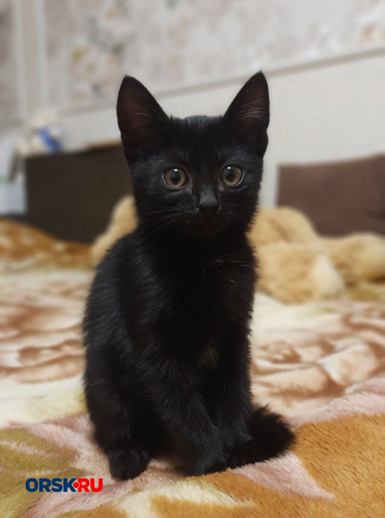 Маленькая черная кошечка, которую подкинули к крыльцу аэропорта, ищет любящих хозяев