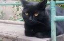 Кот Уголёк ищет новых хозяев. Фото: пользователь ORSK.RU