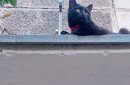 Кот Уголёк ищет новых хозяев. Фото: пользователь ORSK.RU