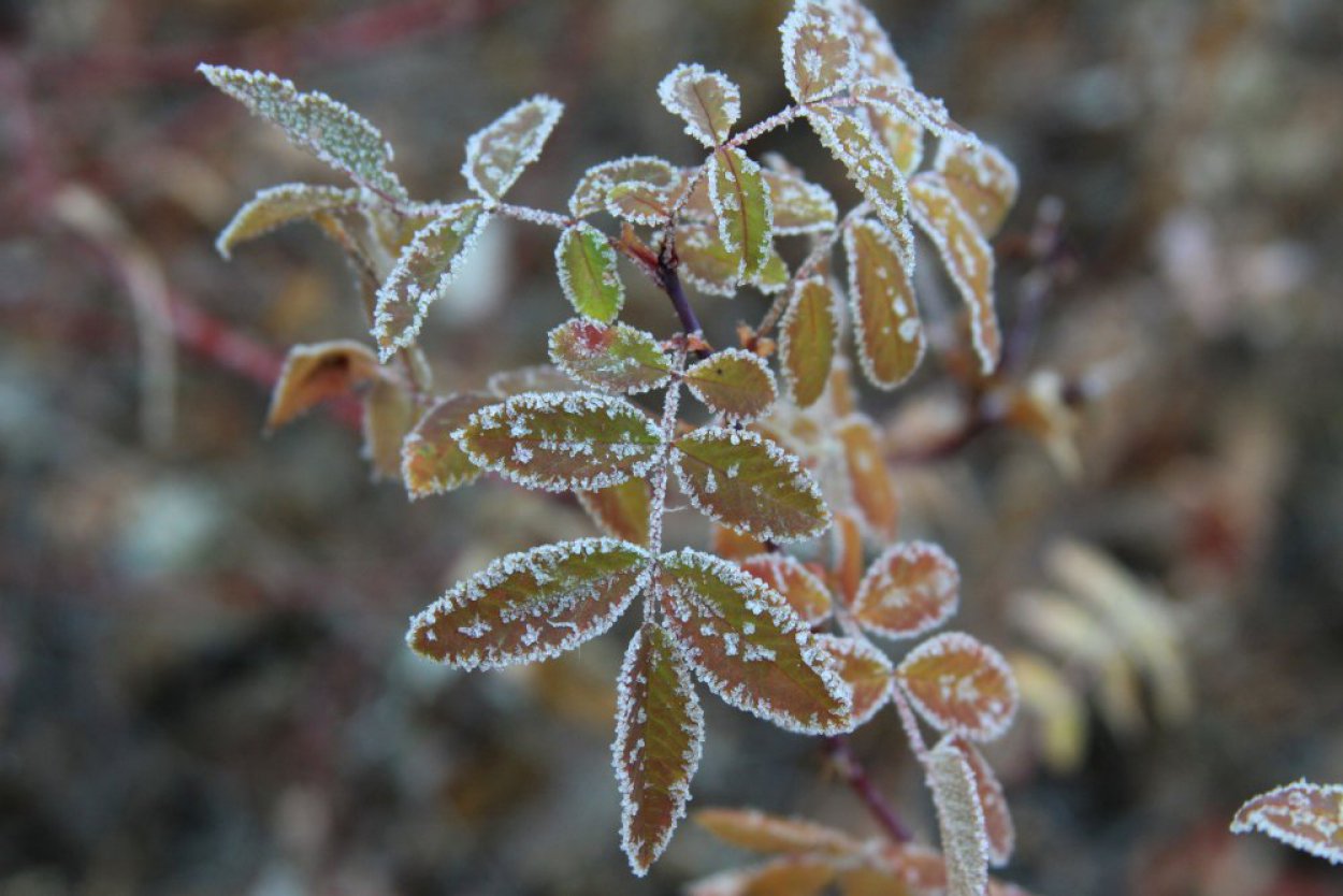 Ждать ли снега и когда ударят первые морозы? Прогноз погоды на конец 2025 года