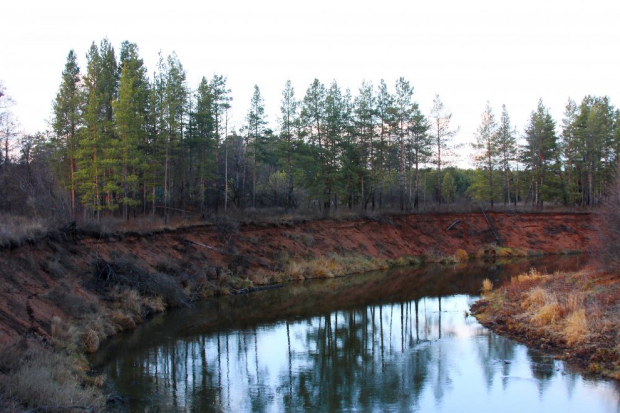 Остров зелени среди сухих степей: красоты Бузулукского бора