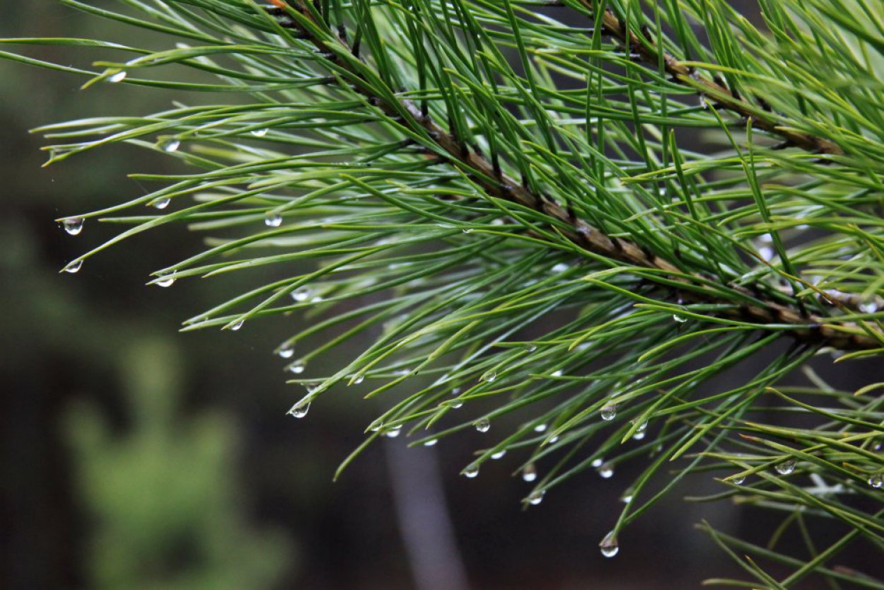 Тепло, но очень сыро: какая погода ожидается в Оренбуржье на этой неделе?