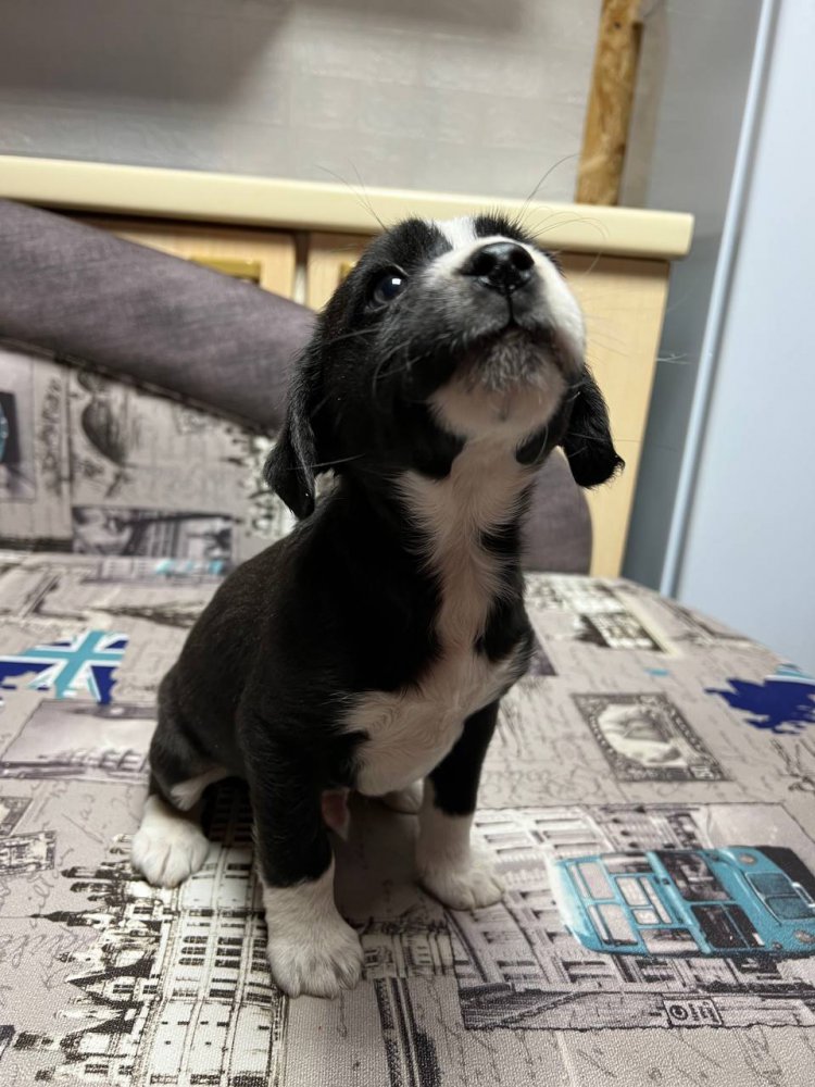 От уличной беды к домашнему уюту: помогите щенкам из Новотроицка найти свой счастливый билет От уличной беды к домашнему уюту: помогите щенкам из Новотроицка найти свой счастливый билет