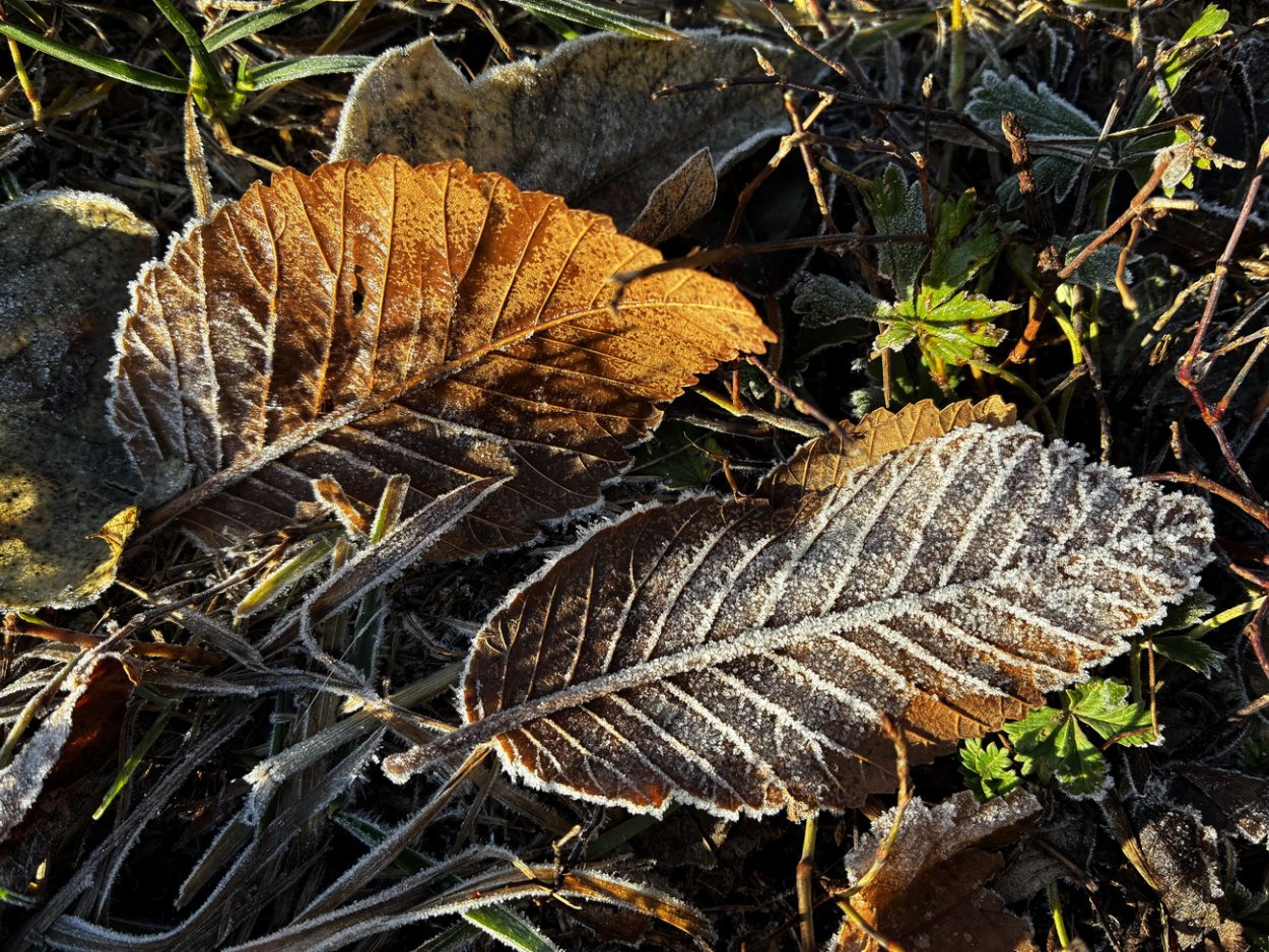 Снегопады отменяются. Синоптики: декабрь 2025 окажется экстремально теплым