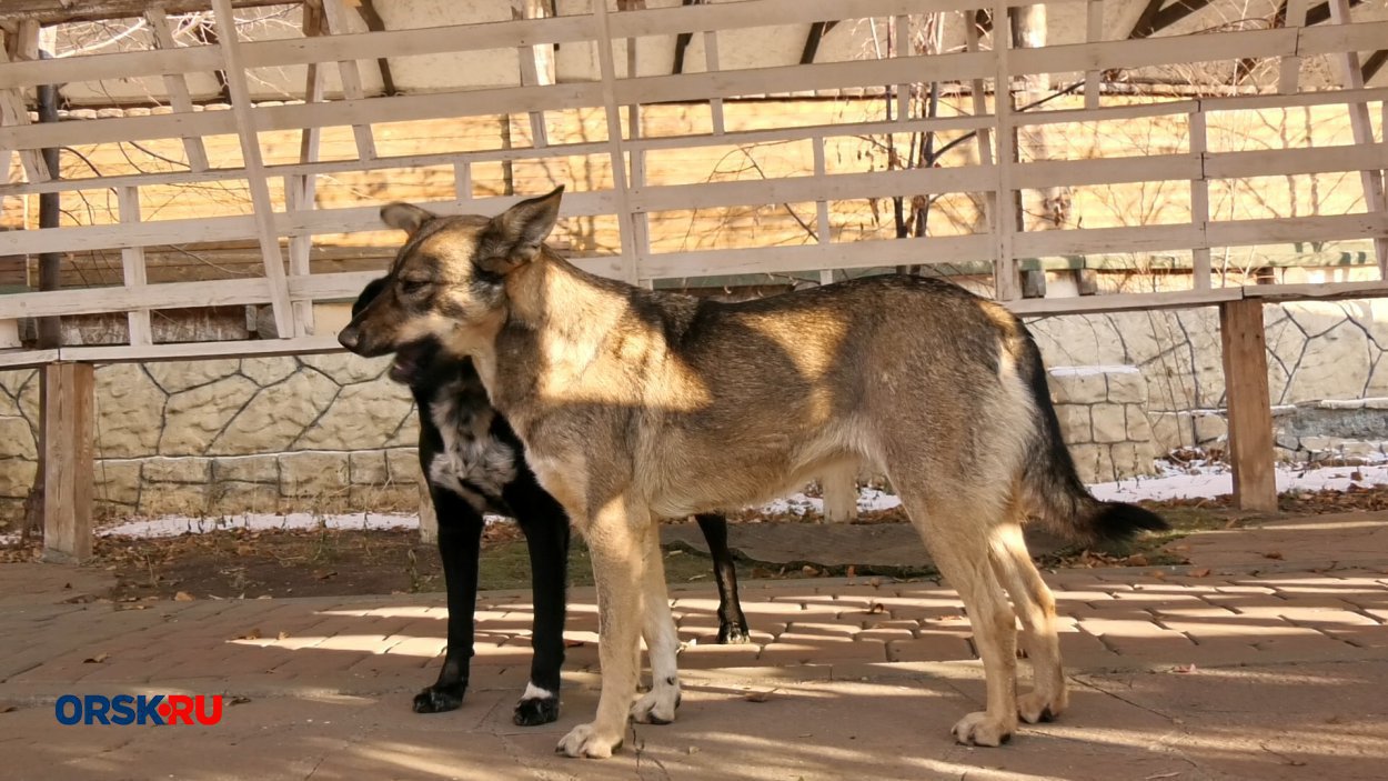 Бездомные собаки в Орске. Фото: ORSK.RU