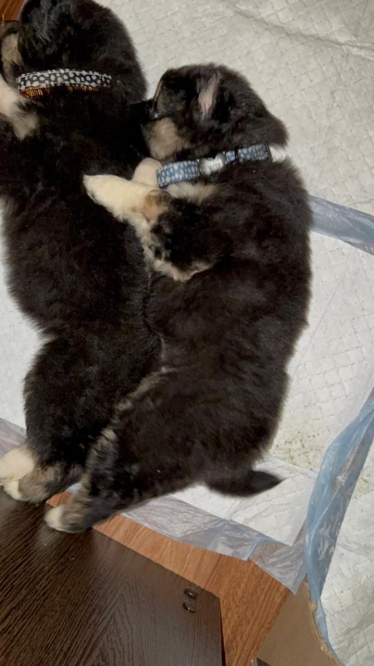 От опасной улицы — в любящие руки: три истории спасения, которые ждут своего счастливого финала