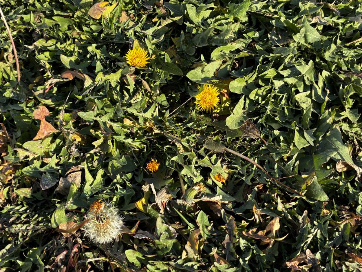 Такого ноября еще не было: за месяц до Нового года в Оренбурге зацвели одуванчики