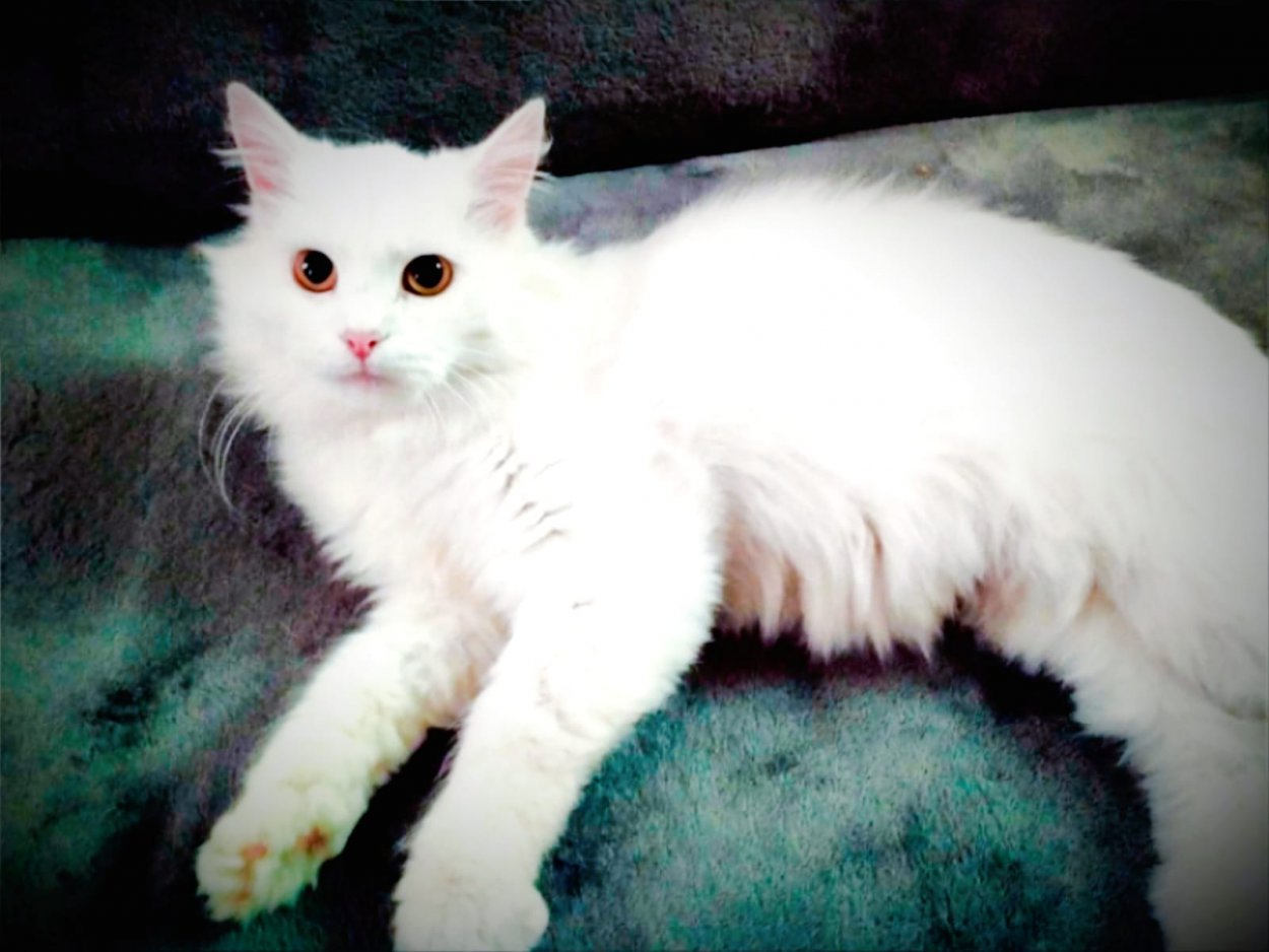 Неприхотлива, умна и ласкова: турецкая красавица Люси, оставленная на улице, ищет любящий дом и семью Неприхотлива, умна и ласкова: турецкая красавица Люси, оставленная на улице, ищет любящий дом и семью