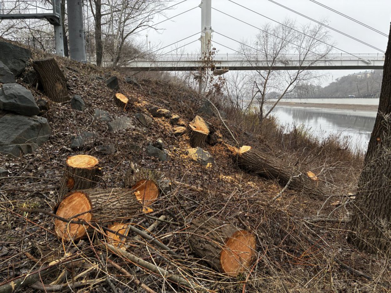 В благоустройство Зауральной рощи вложится бизнес?
