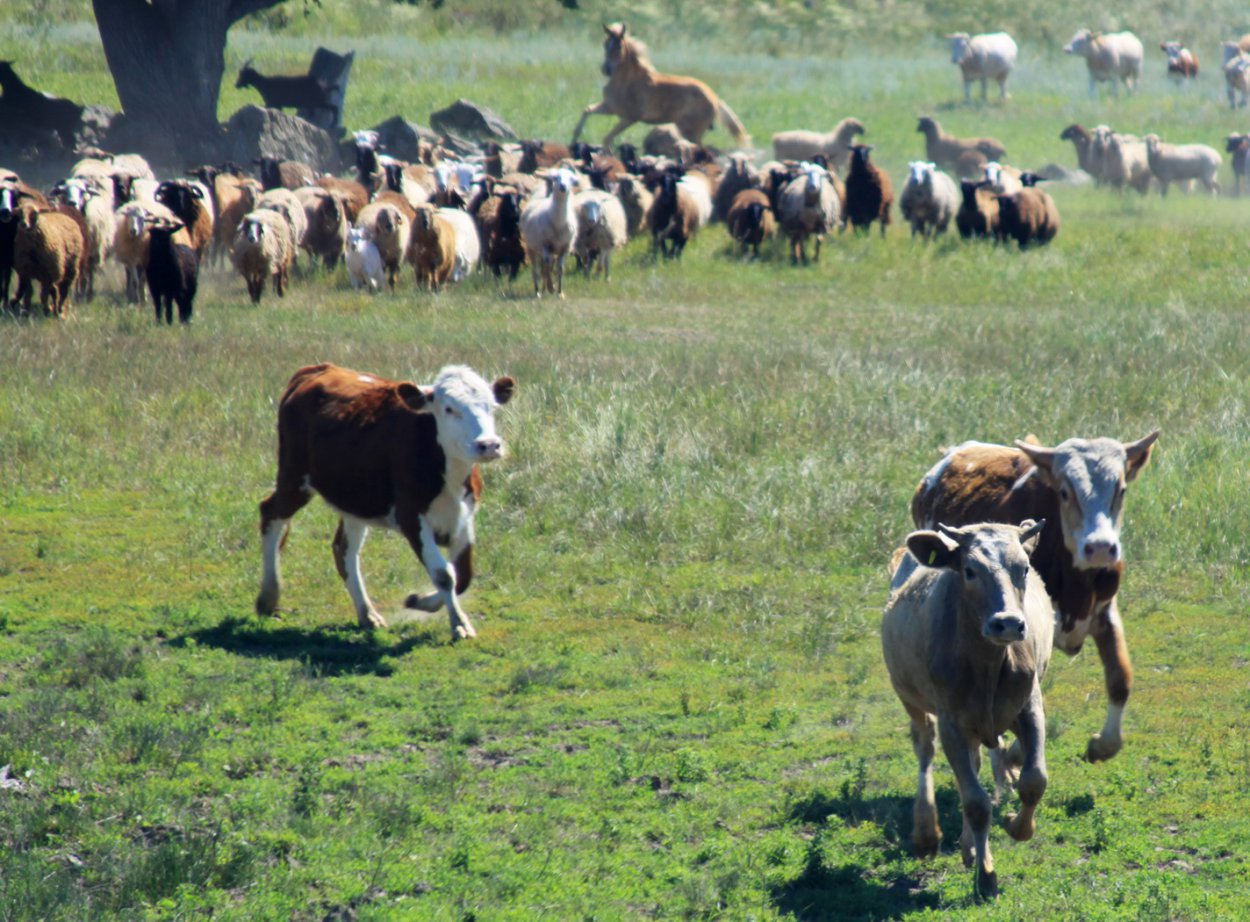 Говядина подорожает? Поголовье КРС в Оренбуржье сократилось на 10 тысяч за год