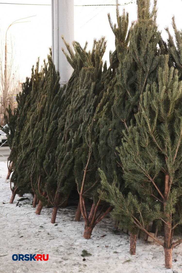 Живые сосны закупят для посёлков Орска. Фото: ORSK.RU Живые сосны закупят для посёлков Орска. Фото: ORSK.RU
