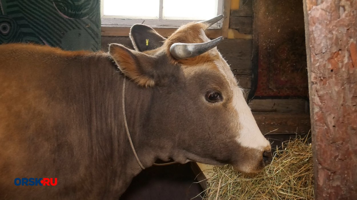 Поголовье КРС стабильно уменьшается уже третий год. Фото: ORSK.RU