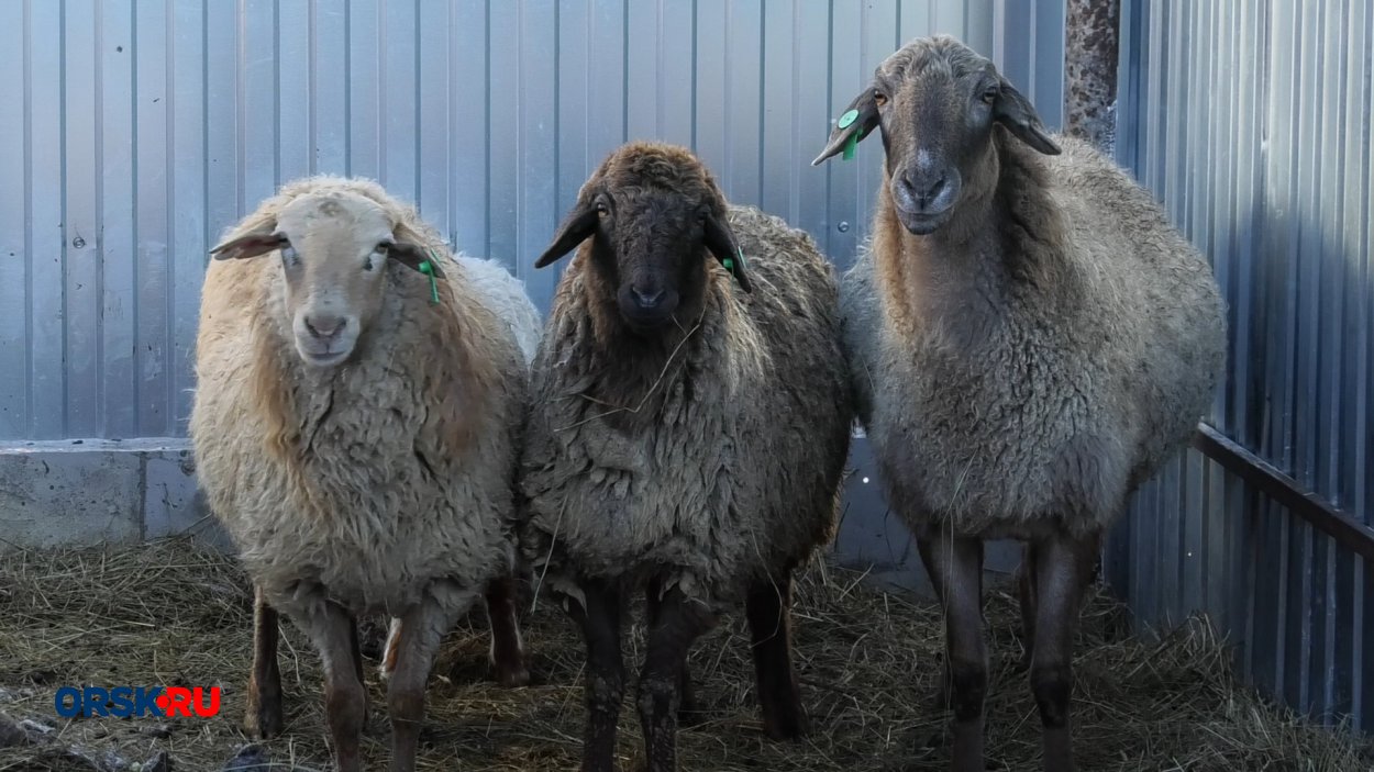 Овец и коз тоже стало меньше. Фото: ORSK.RU