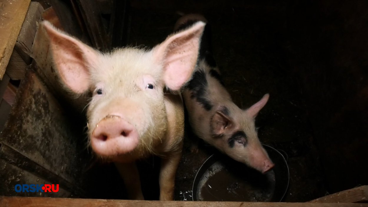 Сейчас в регионе 135,7 тысяч свиней. Фото: ORSK.RU