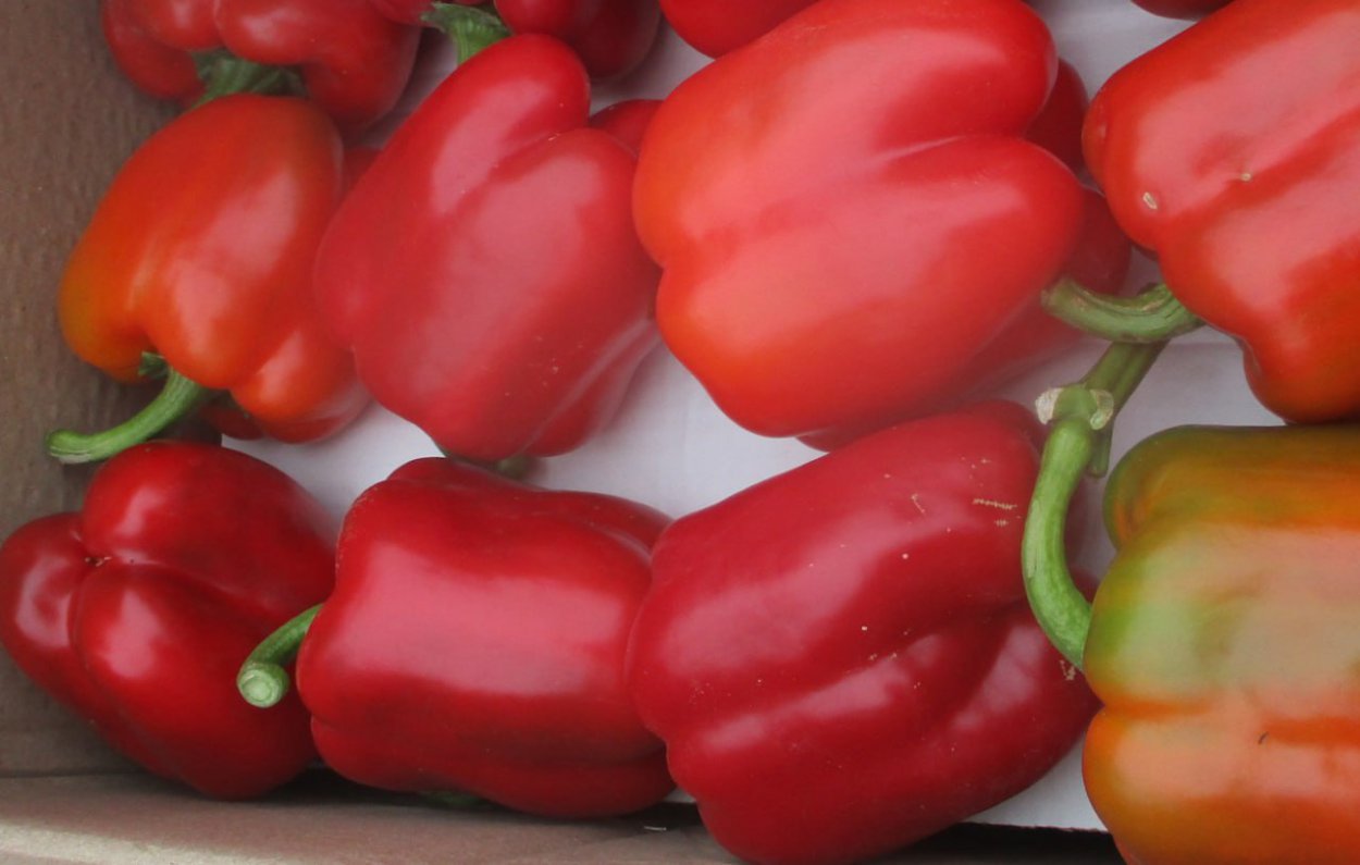 Фото: Управление Россельхознадзора по Оренбургской области 