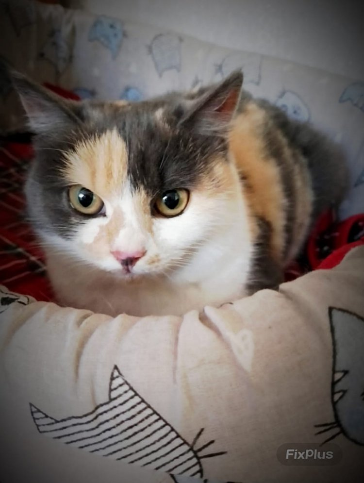 Подарите трехцветной Миле новогоднее чудо! Новая участница рубрики КотМаксим