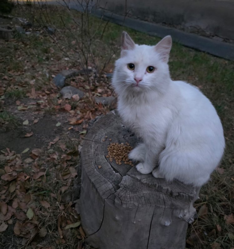 Рубрика КотМаксим: Милый Беляшик ищет новый дом Рубрика КотМаксим: Милый Беляшик ищет новый дом