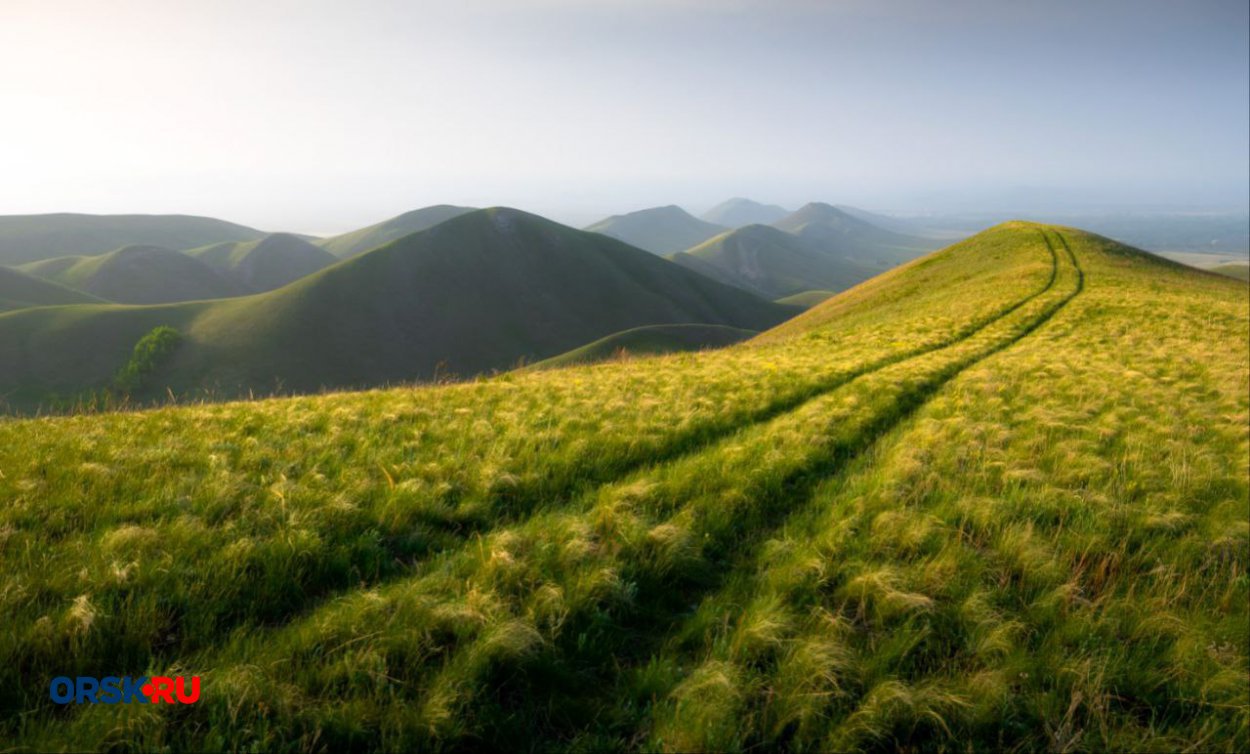 Считалось, что эта птичка может показать дорогу к счастью Считалось, что эта птичка может показать дорогу к счастью