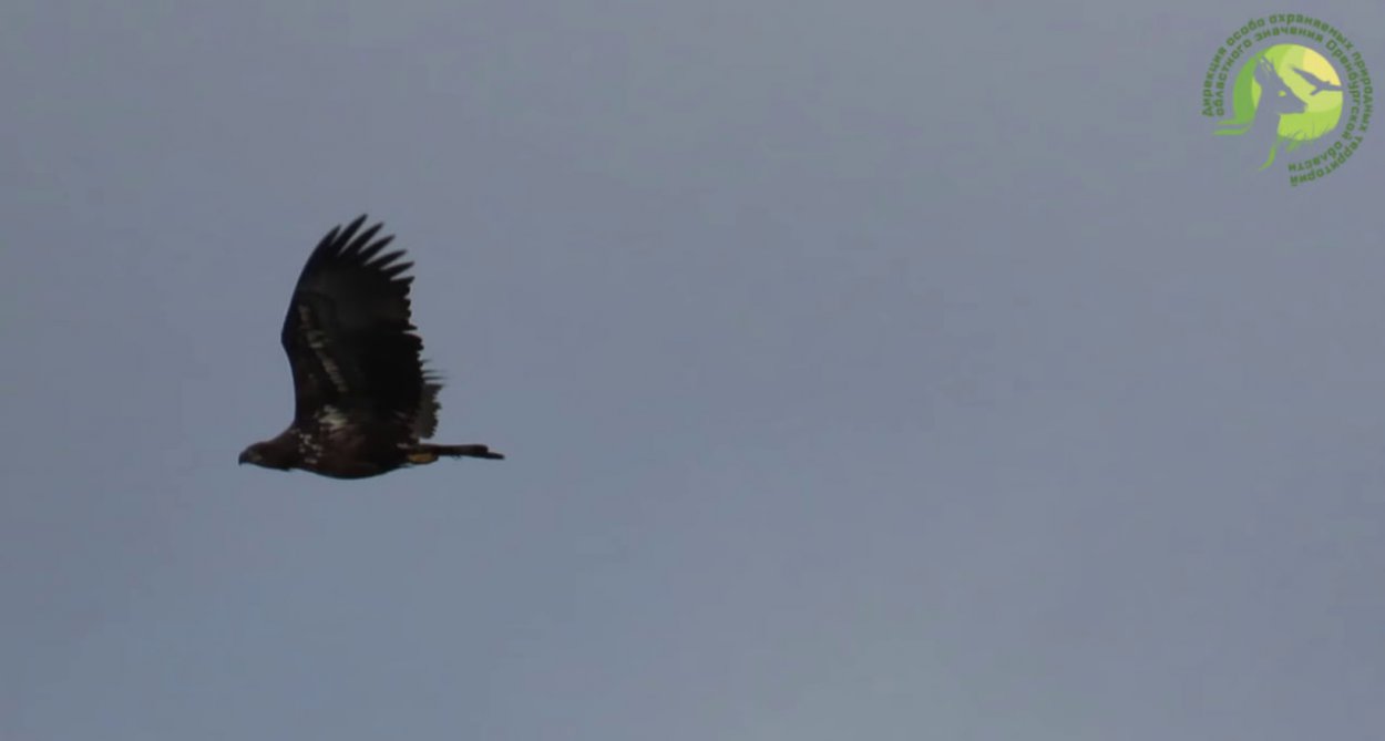 В Оренбуржье сняли полёт императорского орла В Оренбуржье сняли полёт императорского орла