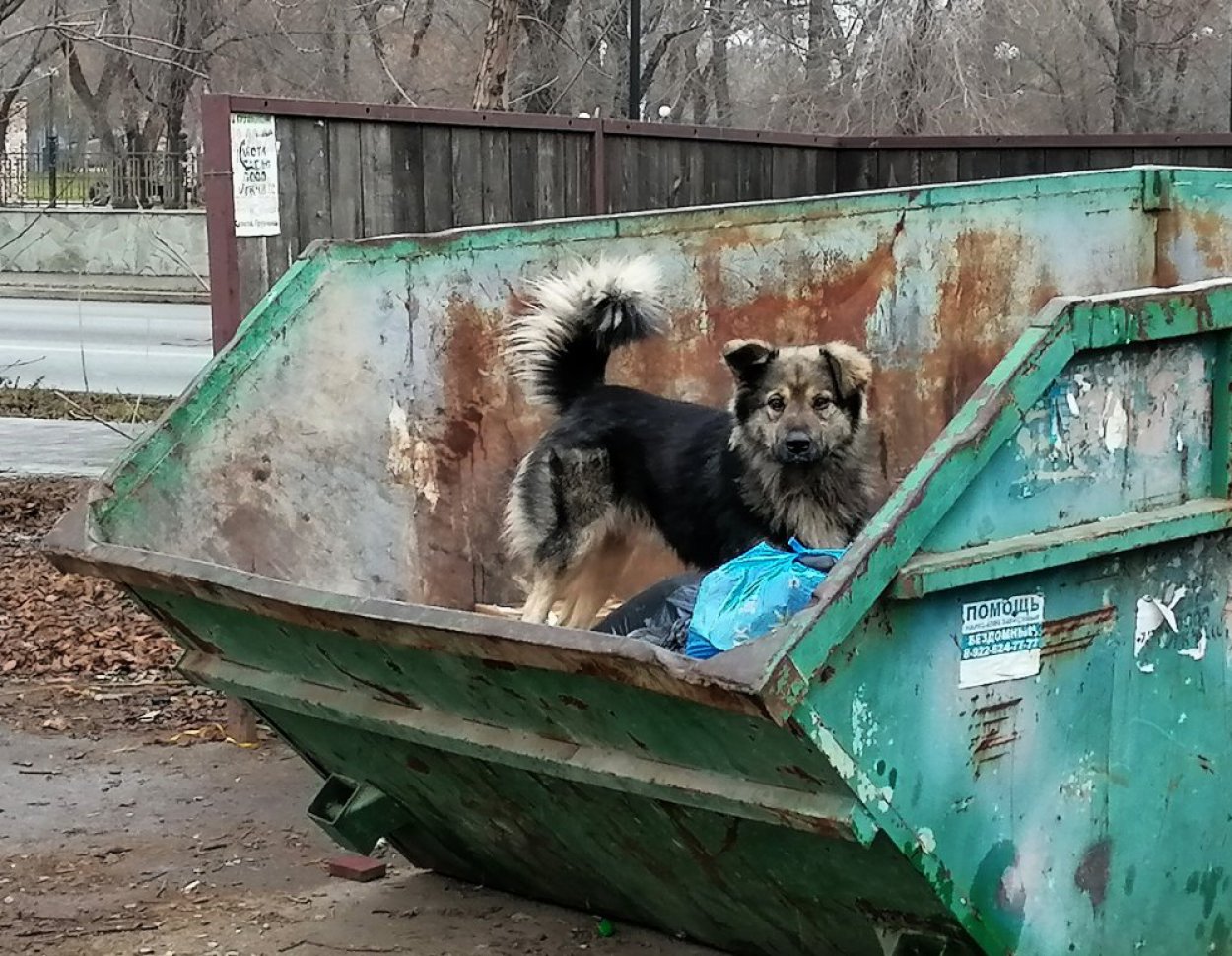За время действия экстраординарной ситуации в Оренбуржье усыпили более тысячи собак