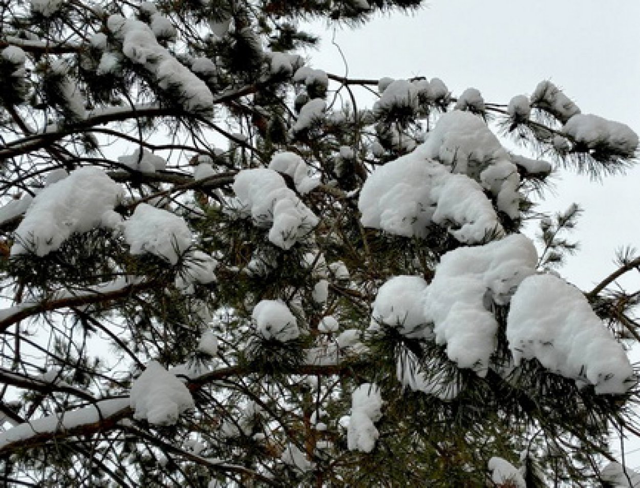 Новый 2026 год встретим в сугробах: 31 декабря-1 января в Оренбурге ожидается метель
