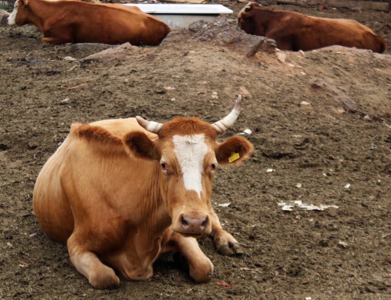 Ни мяса, ни молока: поголовье скота в Оренбуржье продолжает сокращаться