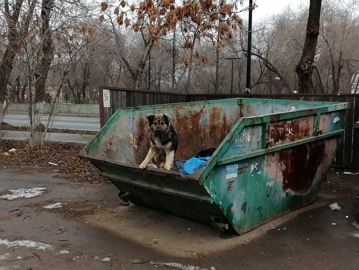 Два нападения за неделю: в Оренбуржье свора собак терроризирует детей