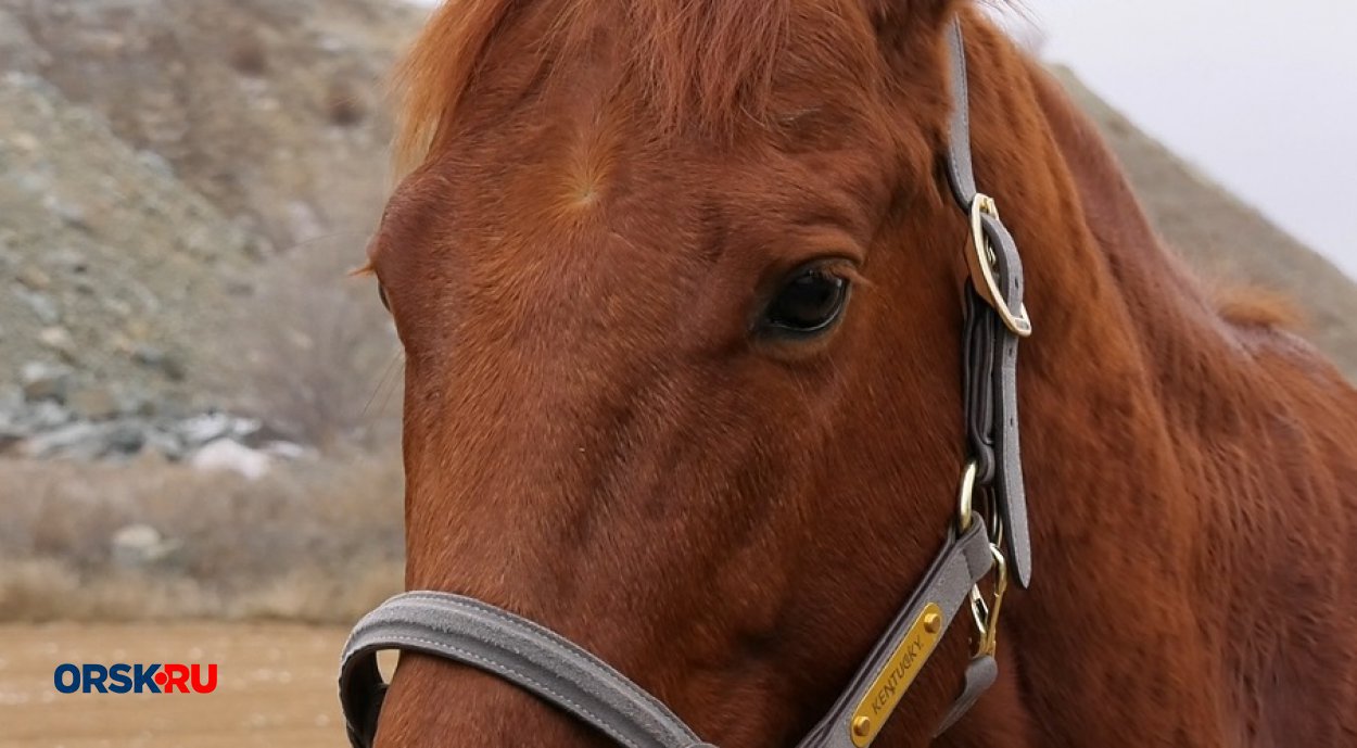 Фото: архив ORSK.RU