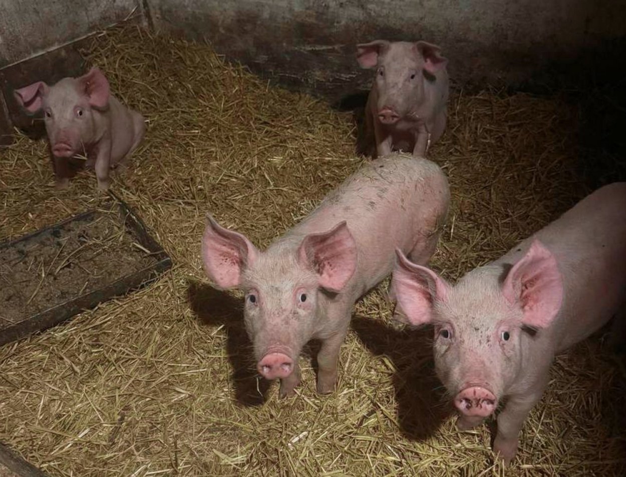 Поголовье свиней в Оренбуржье сократилось почти в 2,5 раза за 5 лет