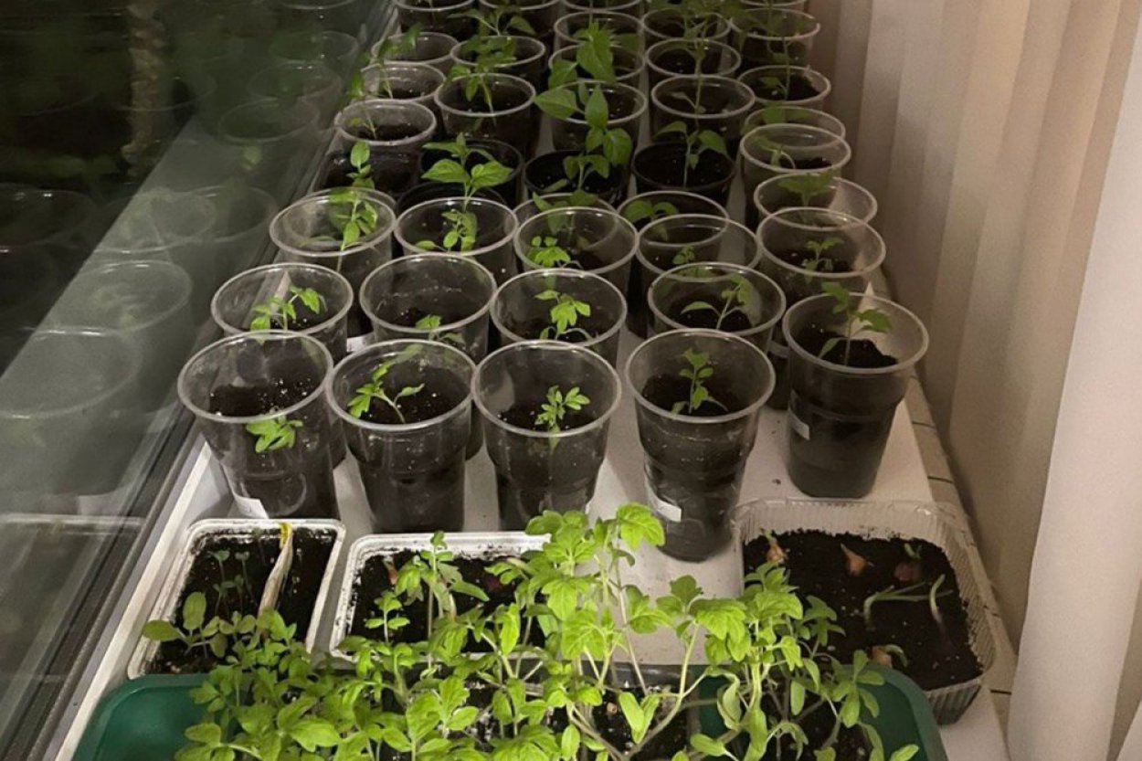 Как вырастить сильную рассаду и не остаться без урожая: Лунный календарь садовода на февраль 2026 года