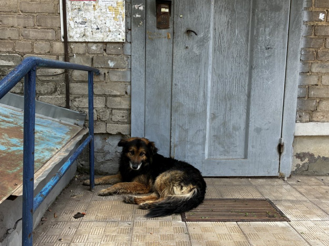 Бродячие собаки подорожали: мэрия «накинула» отловщикам денег