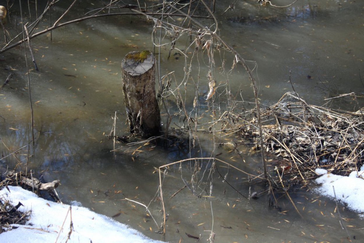 Циклонический вихрь принесет дождь и сырость, а потом снова ударят морозы