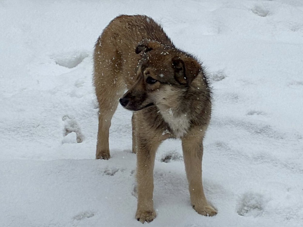 «Беспрецедентный террор, направленный против собак»: зоозащитники обратились к губернатору Солнцеву