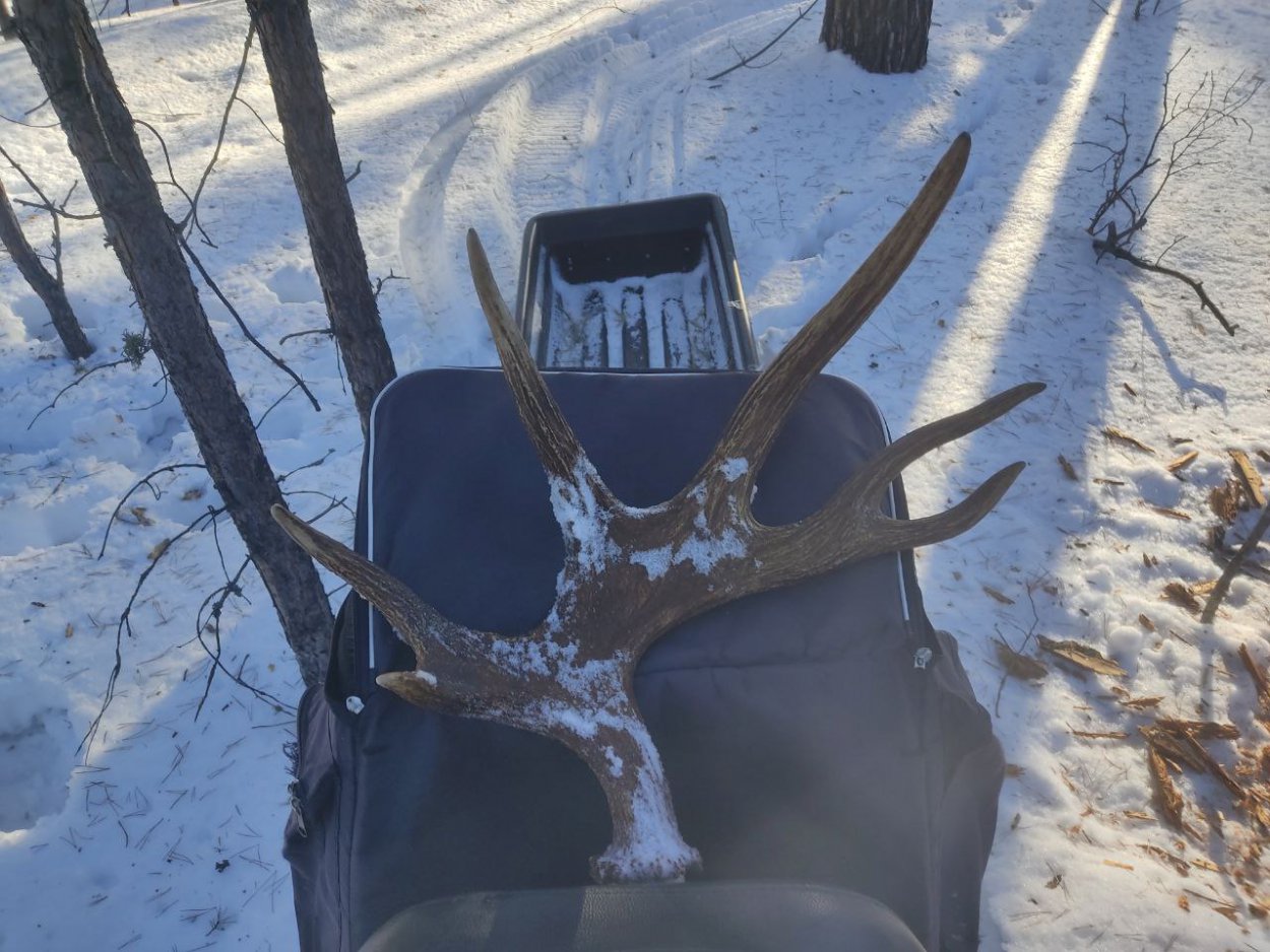 Фото: тг-канал Бузулукский бор