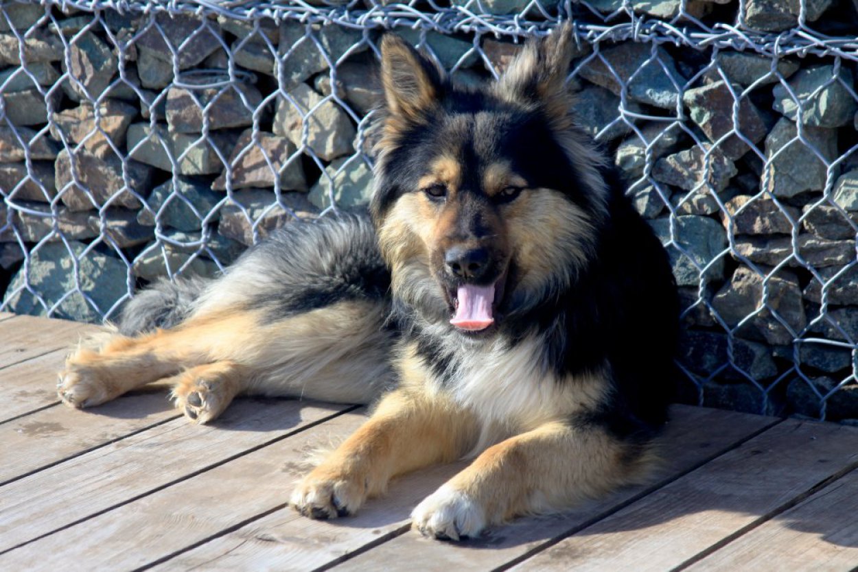 Представители липецкой фирмы, занимавшейся отловом собак в Оренбурге, оказались мошенниками