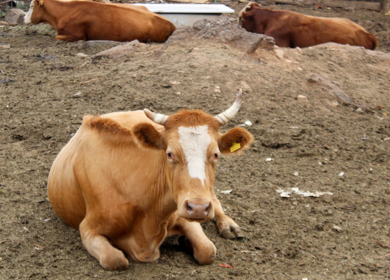 Коров, свиней и овец становится меньше: итоги февраля в животноводстве Оренбуржья