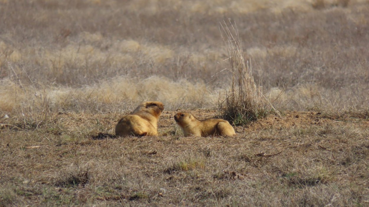Фото: Дирекция ООПТ Оренбургской области