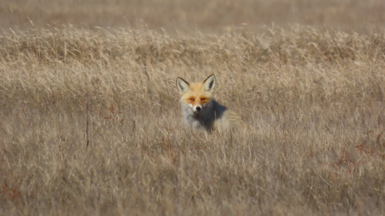 Фото: Дирекция ООПТ Оренбургской области