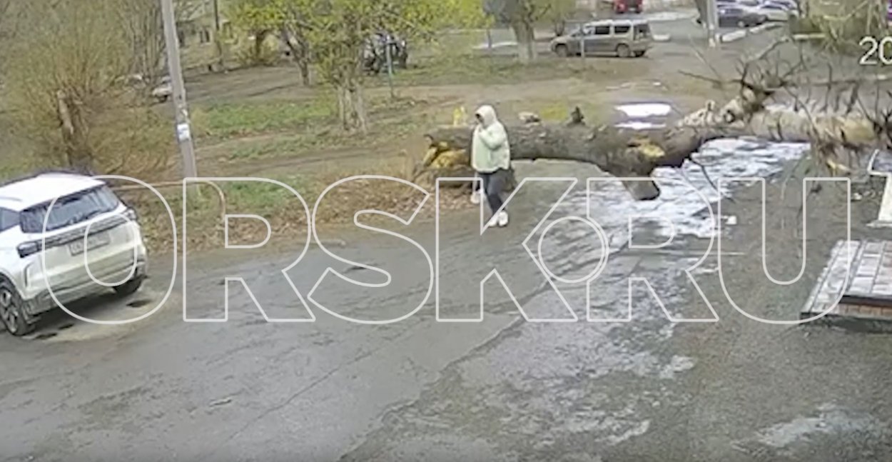 Следственный комитет и прокуратура Советского района Орска проводят проверку в связи с падением дерева на улице Перегонной