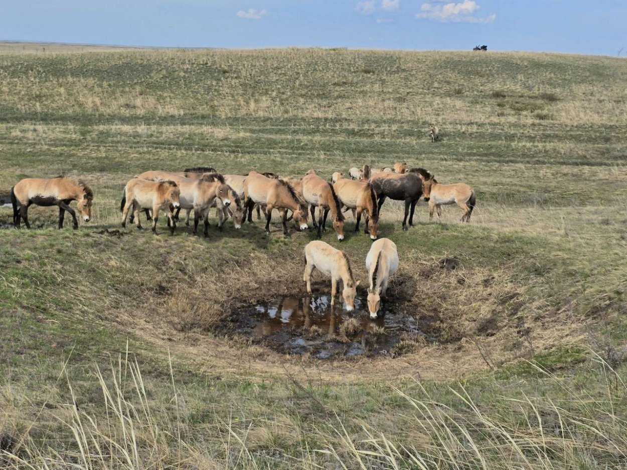 Фото: Заповедник Оренбурга