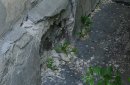 Дом №6 по переулку Косому пришел в запустение без должного обслуживания. Фото: ORSK.RU