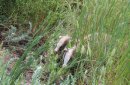 Фото предоставлено: Дирекцией ООПТ Оренбургской области